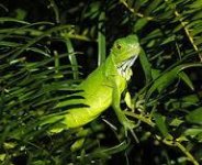 green.jpg