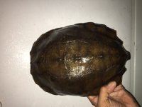 Notochelys01a.JPG