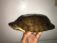 Notochelys01b.JPG