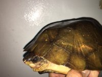 Notochelys01c.JPG