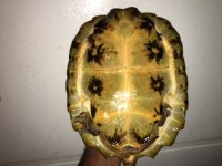 Notochelys01d.JPG