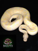 bananahypo watermark.jpg