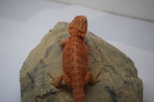 Red HT Female.jpg