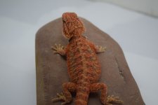 Red HT Male.jpg
