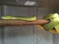 patternlessgreen.jpg