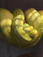 patternlessgreen1.jpg