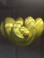 patternlessgreen2.jpg