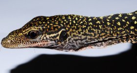 DSC_0629.jpg
