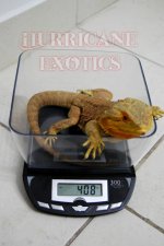 Bweight.jpg