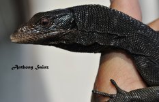 DSC_0603.JPG
