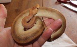 ChamPin het red male 05-03-16 (6).jpg