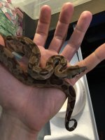 hypo 2.jpg