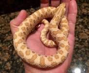 Hypo possible het Lavender 2016.jpg