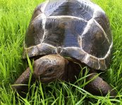 aldabra1.jpg