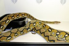 IMG_3463.jpg