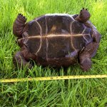 aldabra2.jpg