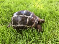 aldabra3.jpg