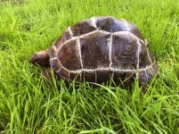 aldabra4.jpg
