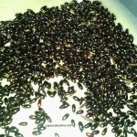 buffalo beetles_1.jpg