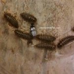dermestid beetles_1.jpg