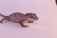 IMG_5694.jpg
