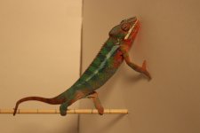 IMG_0701.jpg