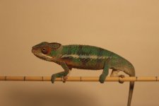 IMG_0696.jpg