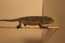 IMG_0683.jpg