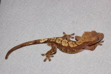IMG_3574.jpg