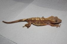 IMG_3563.jpg