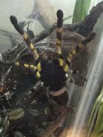 MF P. regalis 2.jpg