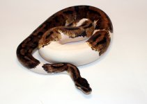0.1 leop pied.jpg