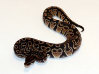 0.1 Trick PH Pied.jpg