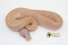 16BananaBlackPastel100%HetPiedM1661-75g.jpg