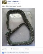 ISIS.jpg