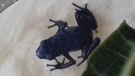 Azureus-juvie.jpg