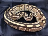 lesserhetgstripe.jpg