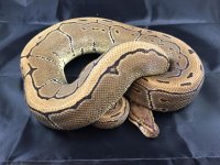pinstripefemale.jpg