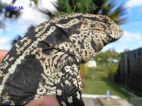 sd 23 416 male 30inch wtetail blubin1 a.JPG