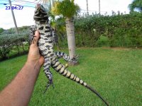 sd 23 427 male 30inch wtetail blubin1 b.JPG