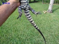 sd 23 427 male 30inch wtetail blubin1 c.JPG