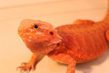 IMG_0239.jpg