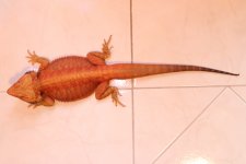 IMG_0244.jpg