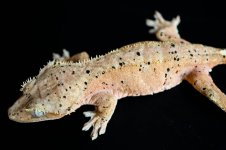 DSC04402.jpg