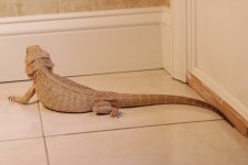 IMG_0271.jpg
