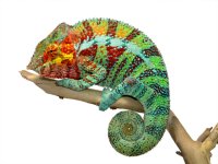 Ambanja Male 2 - Canvas Chameleons Small (1).jpg Ambanja Male 2 - Canvas Chameleons Small (1).jpg