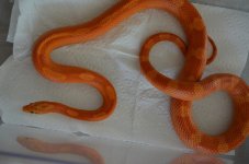 DSC_1618.jpg