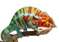 Ambanja Male 2 - Canvas Chameleons Small (3).jpg Ambanja Male 2 - Canvas Chameleons Small (3).jpg