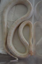 DSC_1633.jpg