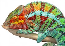 Ambanja Male 2 - Canvas Chameleons Small (2).jpg Ambanja Male 2 - Canvas Chameleons Small (2).jpg